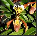 Paphiopedilum x nitens * Rodrigo Remolina 
 * Rodrigo Remolina 
